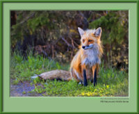 Fox-sitting-beside-the-road-FrameShop.jpg