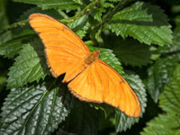 Orange butterfly.jpg