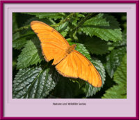 Orange-butterfly-FrameShop.jpg