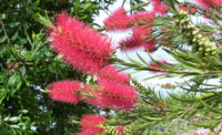 BottleBrush.jpg