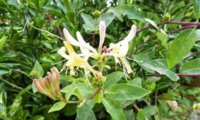 Honeysuckle.jpg