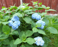 Blue Hydrangea.jpg