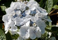 Hydrangea 1.jpg