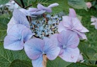 Hydrangea 2.jpg