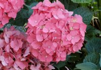 Hydrangea 3.jpg