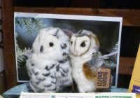 Owls.jpg