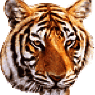 tiger1