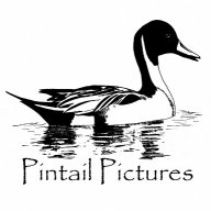 Pintail Pictures