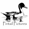 Pintail Pictures