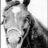 horsehead