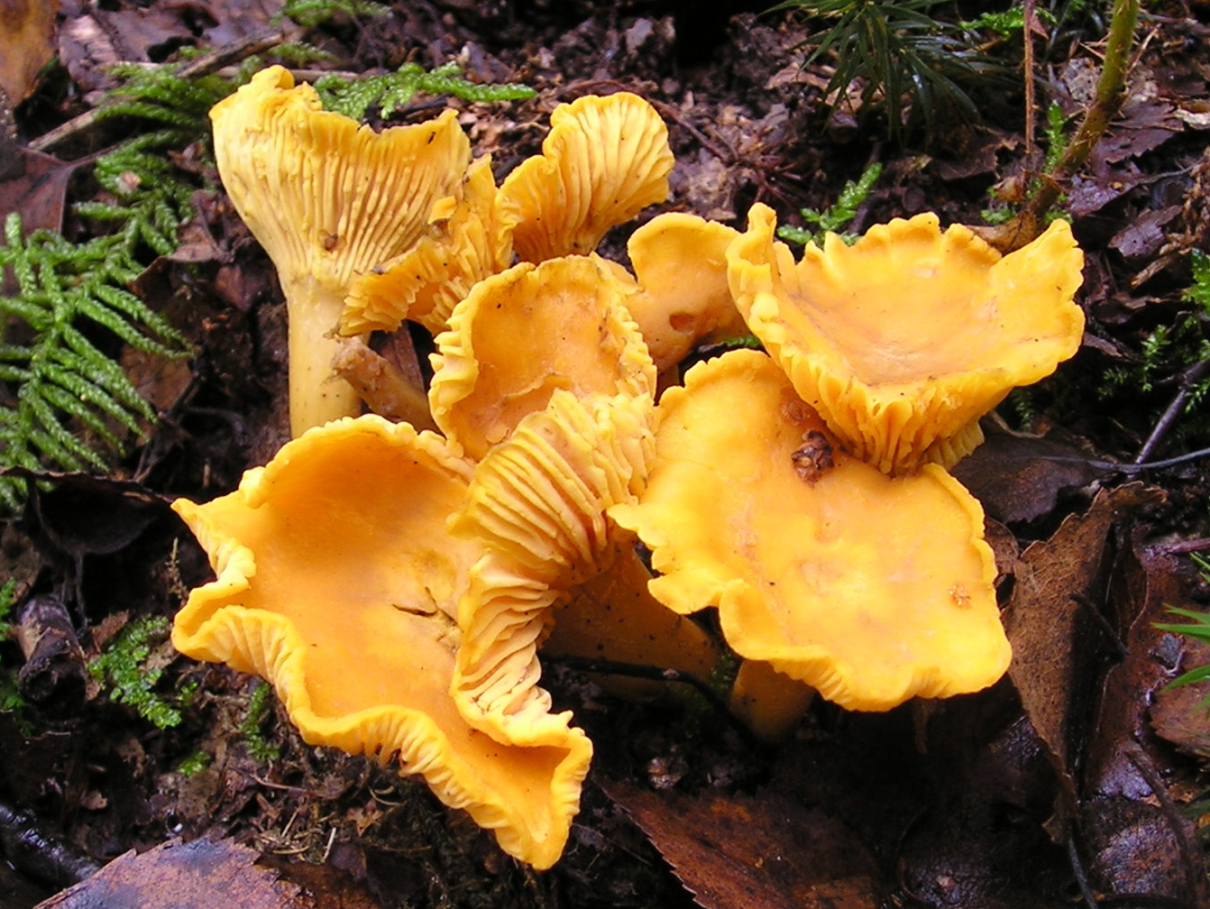 Chanterelle_Cantharellus_cibarius.jpg