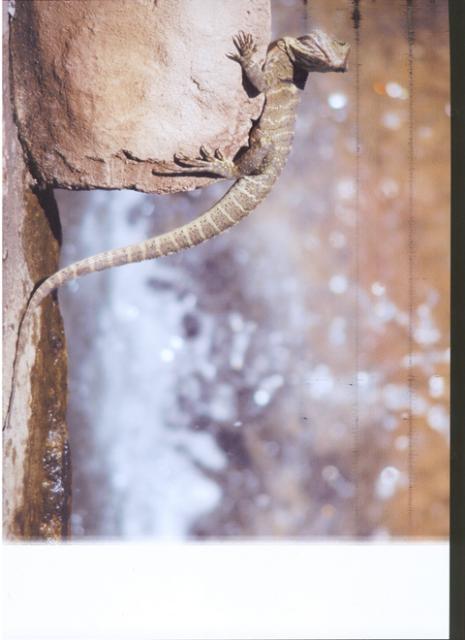 4169_lezard_640.jpg