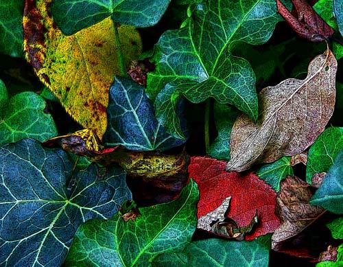 6091_autumn_ivy_ocp_ultra_perc_2_-_7x9_crop.jpg
