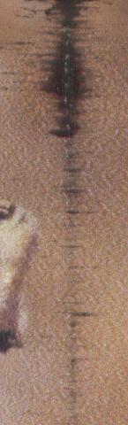 4169_lezard_detail.jpg